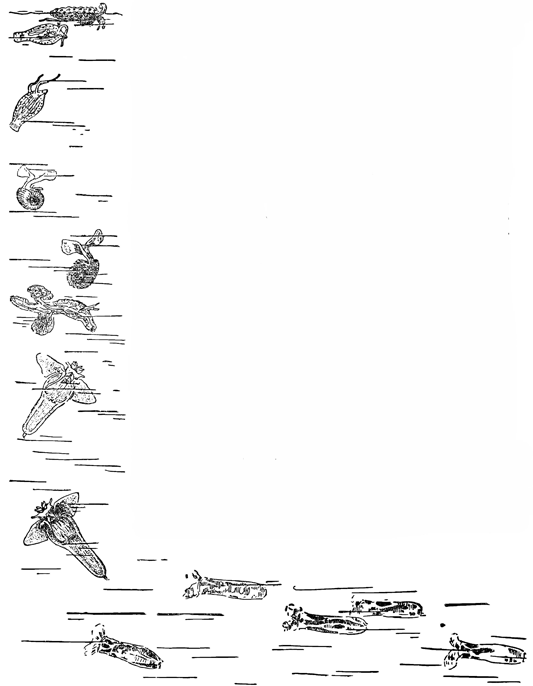 Рисунок 37. Пелагические брюхоногие моллюски: крылоногие, киленогие и филлирое.