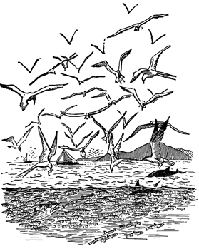 Рисунок 59. Стайка хамсы во время миграции.