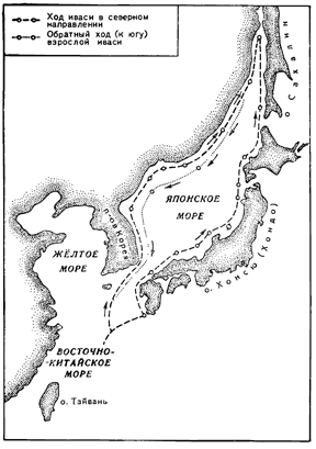 Рисунок 61. Пути миграции тихоокеанской сардины (иваси).