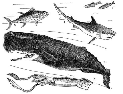 Рисунок 7. Океанический нектон: 1 — сельдь; 2 — акула; 3 — тунец; 4 — кит; 5 — кальмар.