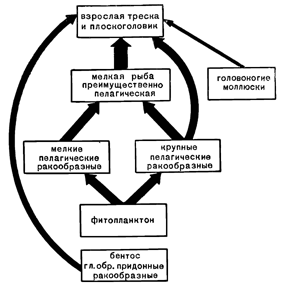 Рисунок 75. Схема пищевых связей трески и плоскоголовика.