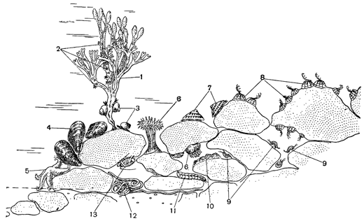 Рисунок 79. Разные животные каменистых грунтов: 1 — фукусы; 2 — Spirorbis; 3 — Littorina; 4 — Mytilus edulis; 5 — Asterias rubens; 6 — Actinia equina; 7 — Acmaea; 8 — Balanus balanerides; 9 — Gammarus; 10 — губки (Halichondria); 11 — Polychaeta; 12 — Nemertini (Lineus); 13 — Isopoda (Jaera marina).