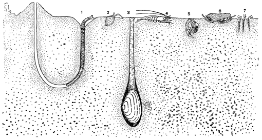 Рисунок 81. Обитатели илисто-песчаных грунтов литорали: 1 — Arenicola marina: 2 — Macoma baltica; 3 — Mya arenaria; 4 — Crangon crangon; 5 — Cardium edule; 6 — Gammarus lacusta; 7— Pygospio elegans.