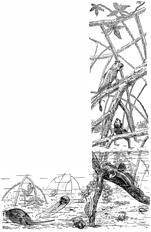 Рисунок 82. Обитатели мангровых зарослей: ильные прыгуны, крабы, мечехвосты, литторины, устрицы и др.