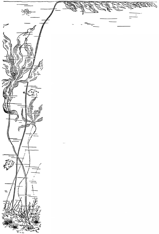 Рисунок 84. Гигантские морские бурые водоросли макроцистис и нереоцистис.