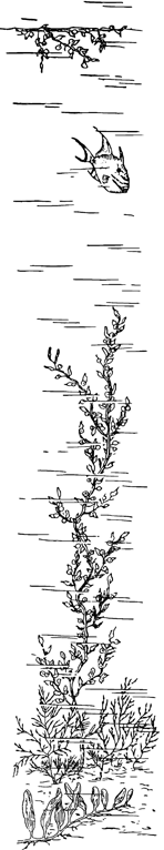 Рисунок 85. Морские водоросли цистозира, саргассум, каулерпа, лауренсия.