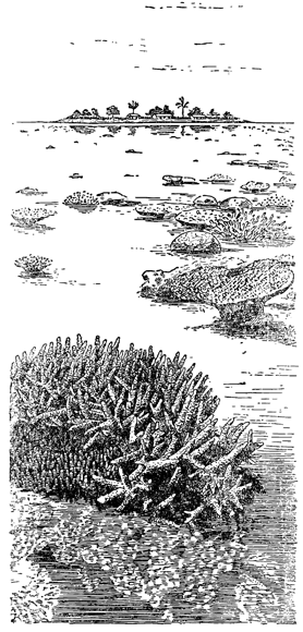Рисунок 88. Коралловый риф в отлив.