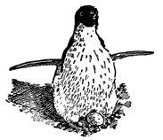 Рисунок 98. Пингвин на гнезде.