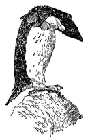Рисунок 99. Пингвин, подстерегающий добычу.