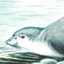Средиземноморскнй тюлень-монах, или белобрюхий тюлень (Monachus monachus Hermann, 1779)