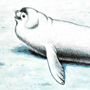Тюлень Росса (Ommatophoca rossi Gray, 1844)