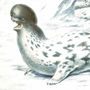 Хохлач (Cystophora cristata Erxleben, 1777)