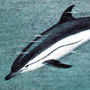 Обыкновенный дельфин (Delphinus delphis Linnaeus, 1758)