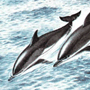Атлантический белобокий дельфин (Lagenorhynchus aeutus Gray, 1828)