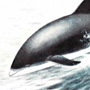 Беломордый дельфин (Lagenorhynchus albirostris Gray, 1846)