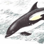 Тихоокеанский белобокий дельфин (Lagenorhynchus obliquidens Gill, 1865)