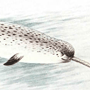 Нарвал (Monodon monoceros Linnaeus, 1758)