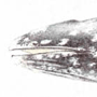 Серый кит (Eschrichtius gibbosus Erxieben, 1777)