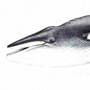Малый полосатик (Balaenoptera acutorostrata Lacepede, 1804)