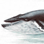 Горбатый кит, или горбач (Megaptera novaeangliae Borowski, 1781)