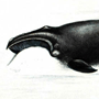 Южный гладкий кит (Eubalaena glacialis Miiller, 1776)