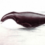 Гренландский кит (Balaena mysticetus Linnaeus, 1758)