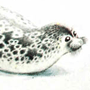 Кольчатая нерпа, или тюлень (Pusa hispida Scbreber, 1775)
