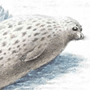 Каспийский тюлень, или нерпа (Pusa caspica Gmelin, 1788)