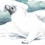 Гренландский тюлень (Pagophilus groenlandicus Erxleben, 1777)
