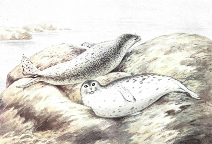 Обыкновенный тюлень из Баренцова моря.