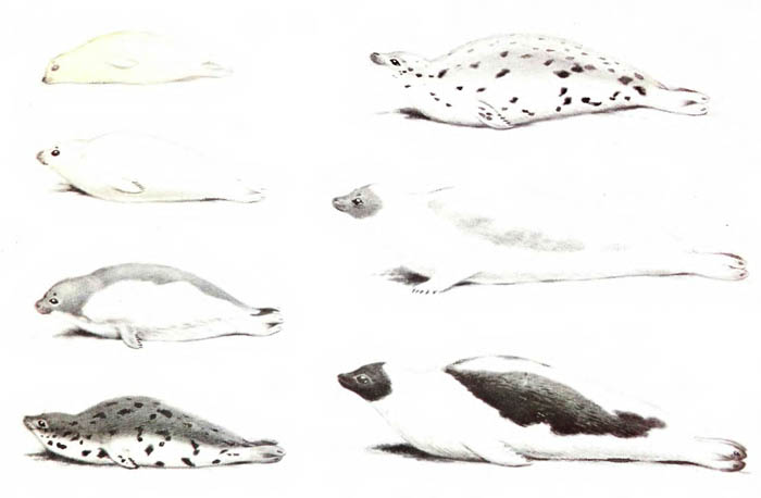 Возрастные изменения окраски гренландского тюленя.