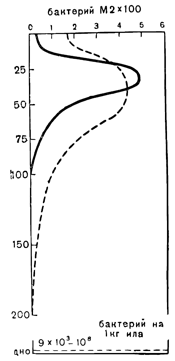 Рисунок 101. Количественная связь между бактериями (штрих) и фитопланктоном и изменение её с глубиной.