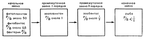 Рисунок 102. Четыре основных звена пищевых цепей в северных морях.