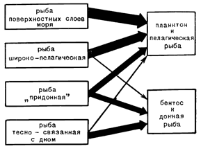 Рисунок 105. «Повёрнутость» питания морских рыб на пелагиаль.