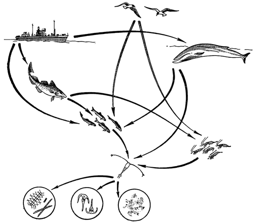 Рисунок 108. Схема пищевых связей в океанической пелагиали.