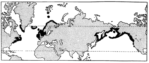 Рисунок 116. Амфибореальный ареал некоторых палтусов (по Андрияшеву).