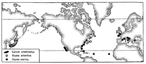 Рисунок 117. Амфипацифическое и амфиатлантическое распространение краба (Cancer) и асцидий (Styela).