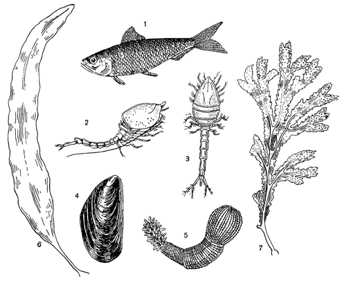 Рисунок 119. Биполярные формы: 1 — сардина; 2 — ампиласпис; 3 — лампропс; 4 — мидия; 5 — приапулюс; 6 — ламинария; 7 — фукус.
