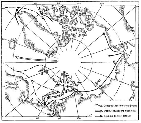 Рисунок 131. Пути формирования и обмена фауны Баренцова моря (по Гурьяновой).