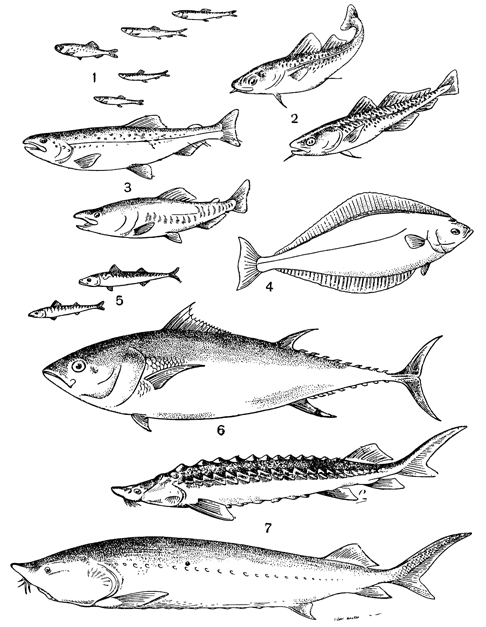 Рисунок 135. Важнейшие промысловые рыбы мира (по Т. Рассу): 1 — сельдевые; 2 — тресковые; 3 — лососёвые; 4 — камбаловые; 5 — скумбриевые; 6 — тунец; 7 — осетровые.