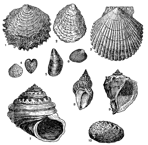 Рисунок 140. Разные промысловые моллюски: 1 — жемчужница; 2 — устрица; 3 — пектен; 4 — кардиум; 5 — мидия; 6 — тапес; 7 — турбо; 8 — букцинум; 9 — рапана; 10 — галиотис.