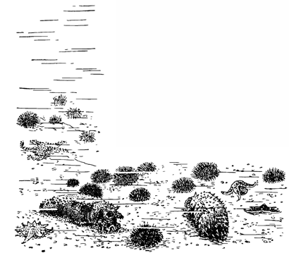 Рисунок 153. Ежи, звёзды и съедобные голотурии.