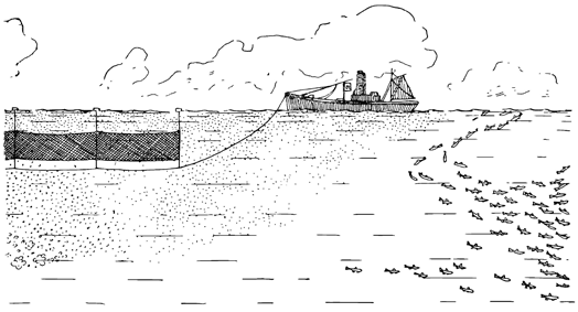 Рисунок 161. Цветение воды жгутиковым феоцистис.