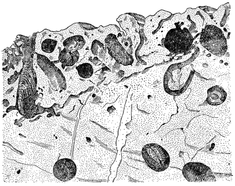 Рисунок 165. Камни, источенные фаладой.