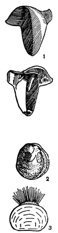 Рисунок 166. Створки корабельного червя (1) и его личинки (2 и 3).