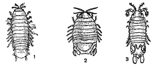 Рисунок 168. Ракообразные древоточцы: 1- лимнория; 2 — сферома; 3 — хелюра.