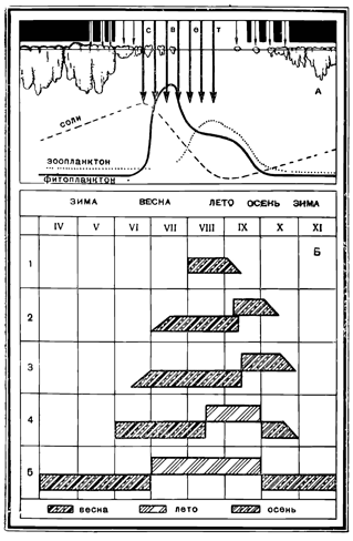 Рисунок 186. Биологические сезоны в развитии планктона полярных морей: 1 — приполярная часть Северного Ледовитого океана; 2 — центральный район Карского моря; 3 — море Лаптевых; 4 — северная часть Баренцова моря; 5 —юго-западная часть Баренцева моря (по В. Богорову и П. Усачёву).