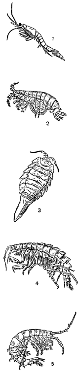 Рисунок 190. Солоноватоводные ракообразные: 1 — мизис; 2 — понтопорея; 3 — мезидотея; 4 — гаммаракантус; 5 — паллазея.