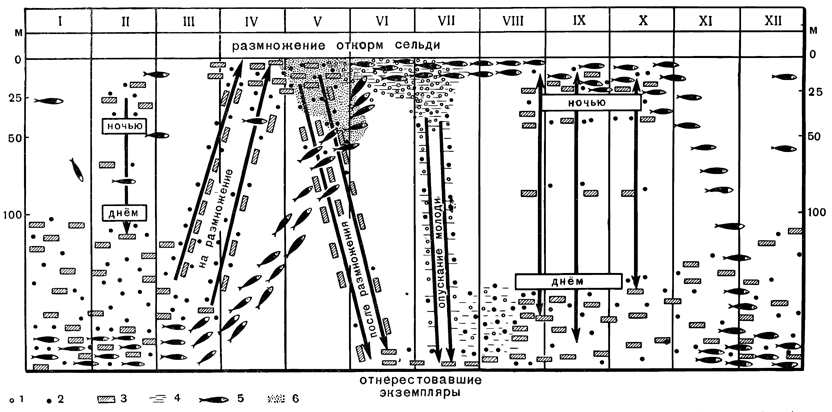 Рисунок 201. Схема вертикальных перемещений незрелой сельди и её пищи в южной части Баренцова моря (по Б. Мантейфелю). Стрелки показывают сезонные перемещения планктона, двуконечные стрелки показывают миграции: 1 — поздняя личиночная стадия калянуса; 2 — ранняя личиночная стадия калянуса; 3 — взрослые эвфаузииды; 4 — личинки эвфаузиид; 5 — сельдь; 6 — цветение воды.