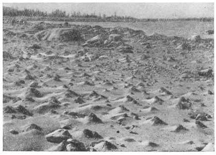 Рисунок 210. Вид беломорской литорали в отлив, с кочками от червей-пескожилов.